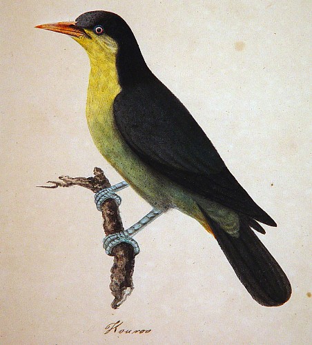 Inventory: East India Company School East India Company School Picture of A  Bird Named Kouroo, India, 1780-1820 $3,500