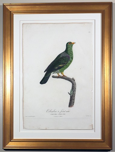 Madam Knipp Madame Pauline Knip Engravings of A Pigeon, Plate 7, Columba Calva (Colombar a front nud), 1811 $2,500