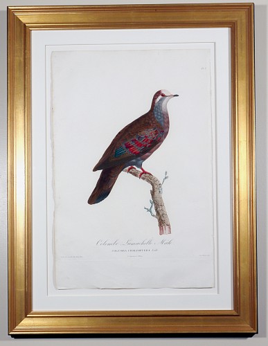 Madam Knipp Madame Pauline Knip Engravings of A Pigeon, Plate 8, Columba Chalcoptera (Colombe Lumachelle MÃ¢le), 1811 $2,500