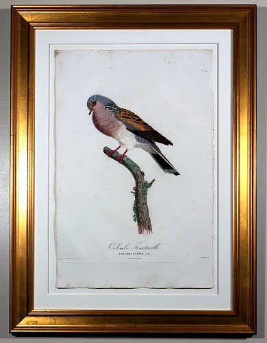 Inventory: Madam Knipp Madame Pauline Knip Engravings of A Pigeon, Plate 42, Colombe Tourterelle (Columba Turtur), 1811 $2,500