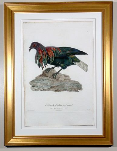 Madam Knipp Madame Antoinette Pauline Knip Engravings of A Pigeon, Plate 2, Columba Nicobarica (Colombi- Galline a Camail), 1811 $1,800