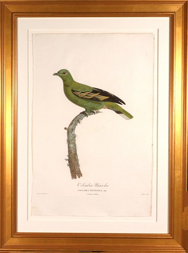 Madame Knip Madame Pauline Knip Engraving of A Pigeon, Columbar Unicolor, From Les pigeons par Madame Knip, neÃŒÂe Pauline de Courcelles, 1809-11 $3,500