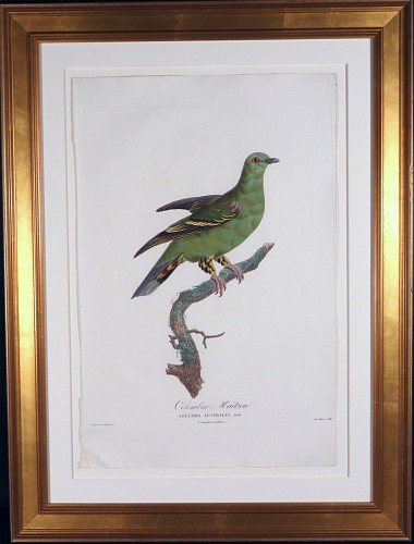 Inventory: Madame Knip Madame Pauline Knip Engraving of A Pigeon, Colombar Maitsou, From Les pigeons par Madame Knip, neÌe Pauline de Courcelles, 1809-11 $3,500