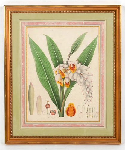 Inventory: Print William Roscoe Botanical Print of Tropical Monandrian Plant, 1828 $3,750