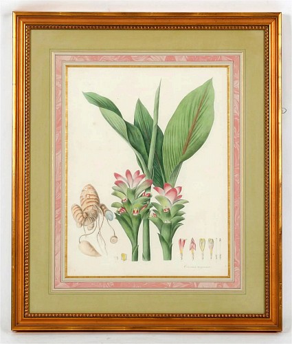 Print William Roscoe Botanical Print of Tropical Monandrian Plant, 1828 $3,750