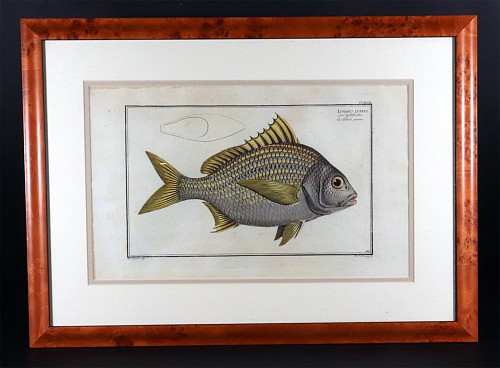Marcus Bloch Marcus Bloch Engraving of a Yellow Fin Fish

, 1780 $750