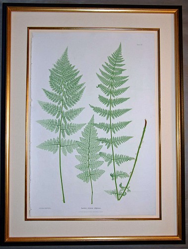 Set of Six Framed Prints of Ferns by Thomas Moore, Nature Printed by Henry Bradbury, Circa 1857 SOLD •