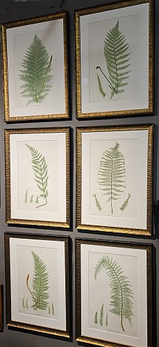 Print Fern Prints by Thomas Moore, Nature Printed by Henry Bradbury, Set of Six, 1857 SOLD •