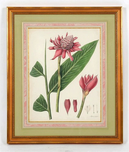 Inventory: Print William Roscoe Botanical Print of Tropical Monandrian Plant, 1828 $3,750