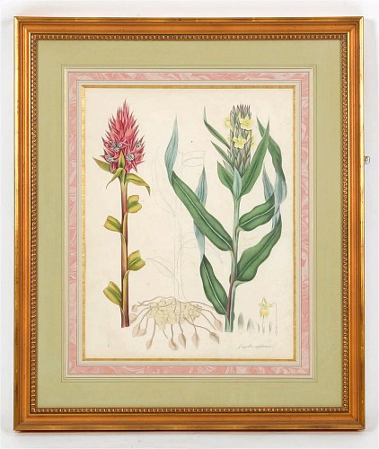 Print William Roscoe Botanical Print of Tropical Monandrian Plant, 1828 $3,750