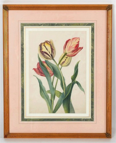 British Botanical Watercolor of Tulips, 19th Century $1,800