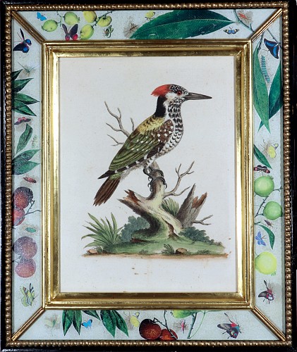 George Edwards George Edwards Engravings of A Woodpecker, 1745 SOLD •