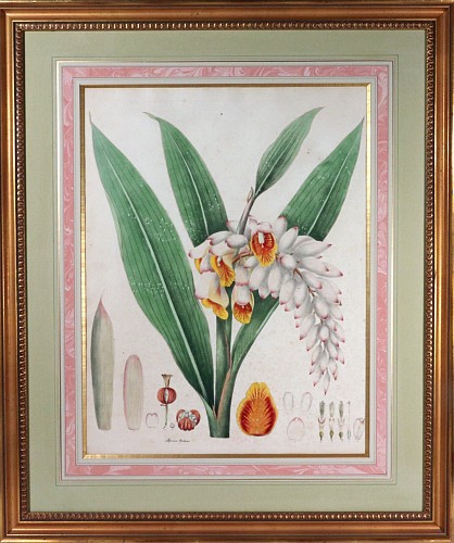 Print William Roscoe Botanical Print of Tropical Monandrian Plant, 1828 $3,750