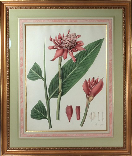 Print William Roscoe Botanical Print of Tropical Monandrian Plant, 1828 $3,750