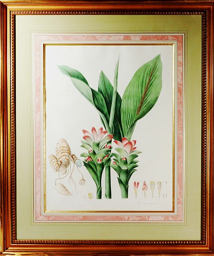 Print William Roscoe Botanical Print of Tropical Monandrian Plant, 1828 $3,750