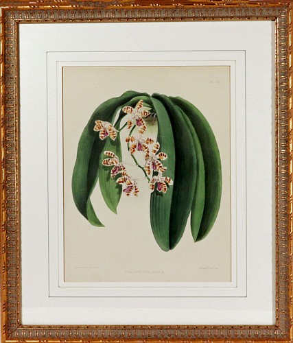 Print English Botanical Print of an Orchid, by J. Nugent Fitch, The Orchid Album, Plate 80, 1872 $300