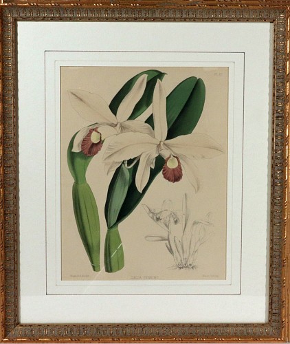 Print English Botanical Print of an Orchid,by J. Nugent Fitch, The Orchid Album, Plate 60, 1872 $300