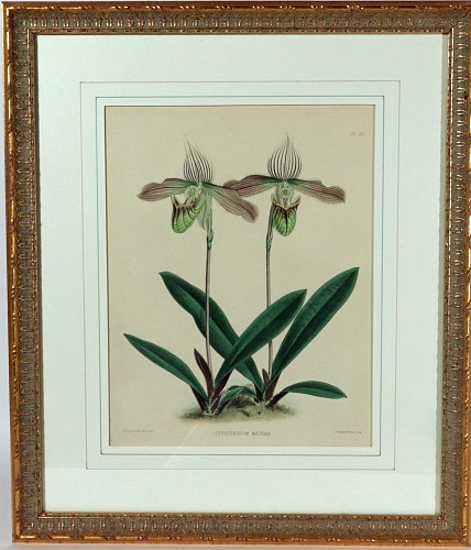 Print English Botanical Print of an Orchid, by J. Nugent Fitch, The Orchid Album, Plate 95, 1872 $250