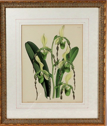 Print English Botanical Print of an Orchid, by J. Nugent Fitch, The Orchid Album, Plate 86, 1872 $300