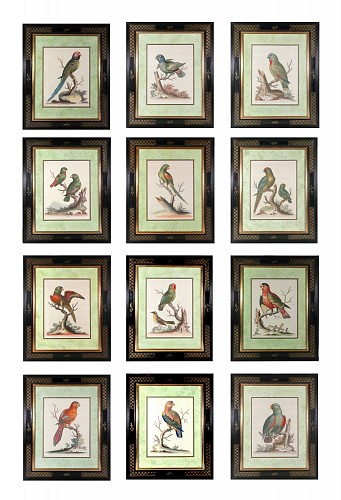 George Edwards George Edwards Set of Twelve Parrot Engravings with Chinoiserie Frames, Engraved by Georg Dionysius Ehret, Mid-18th Century SOLD •