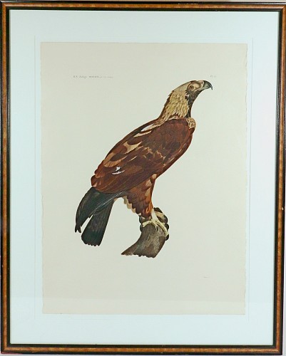 Inventory:  Savigny, French Engraving of an Eagle from the Description de l'Egypte, J. Ces. Savigny, 1809-1813, $3,800