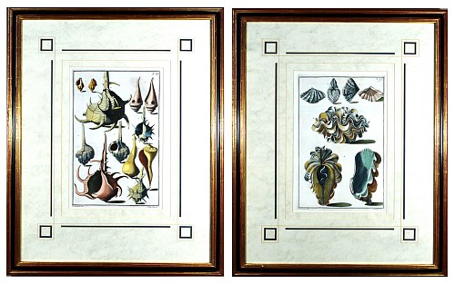 Inventory:  NiccolÃ² Gualtieri, Seashell Pair of Engravings by Niccolo Gualtieri, Engraved by Antonio Pazzi & Giuseppe Menabuoni, Dated 1742, $4,500