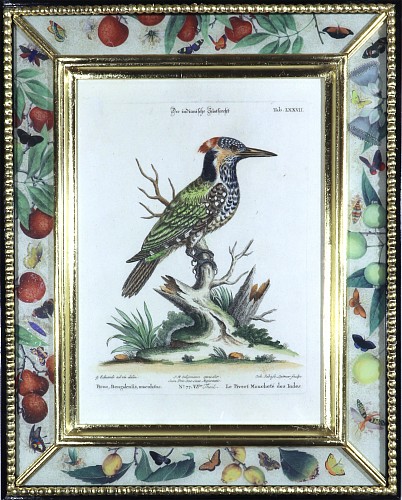 George Edwards Johann Seligmann Bird Print of Le Pivert Mouchese des Indes, Tab LXXVII, 1770s $1,850