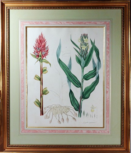 Inventory:  Print, William Roscoe Botanical Large Print of Tropical Monandrian Plant, Zingiber Capitatum, 1828, $3,750