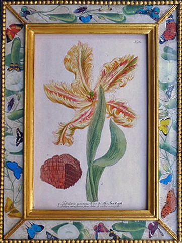 Inventory:  Johann Wilhelm Weinmann, Johann Weinmann Botanical Print of a Tulip, Circa 1742, SOLD •
