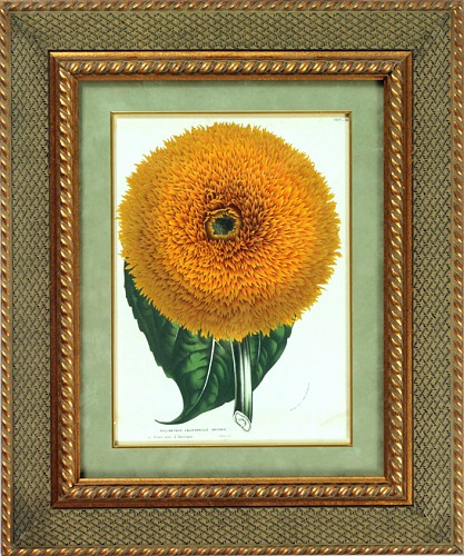 Inventory:  Louis van Houtte, Botanical Print of the Californian Sunflower from Flore des serres et des jardins de lâ€™Europe by Louis van Houtte, Circa 1850, $950