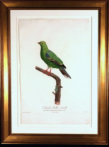 Inventory:  Madame Knip, Madame Pauline Knip Engraving of A Green Pigeon, Colombar Wallia, From Les pigeons par Madame Knip, neÌe Pauline de Courcelles, $3,500