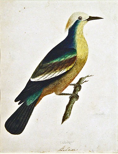 East India Company School Company School Ornithology: Fine Watercolor Study of the ""Bilace"", Circa 1780-1820 $3,500