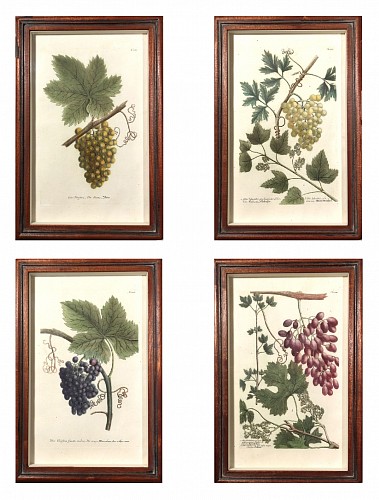 Inventory:  Johann Wilhelm Weinmann, Johann Wilhelm Weinmann  Engravings of Grapes- Set of Four, 1740, $5,000