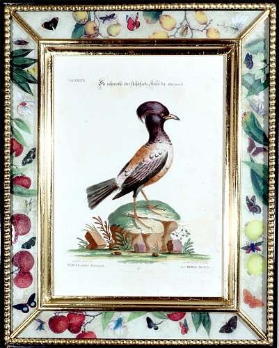 Inventory:  George Edwards, Johann Seligmann Bird Print of Le Merle Rofette, Tab XXXIX, after George Edwards, 1770s, $1,500