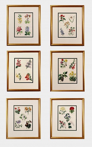 Inventory: Set of Botanical Prints by W. Thompson, "The English Flower Garden",  A Set of Six, 1852-1853, $4,000