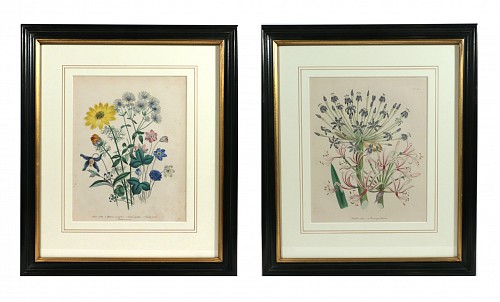 Inventory:  Print, Jane Wells Loudon Botanical Prints, Plate 11 & 31, 1843, $1,250