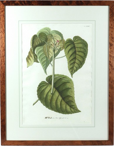 Print The Sandbox Tree: Exotic Botanical Print from Plantae Selectae by Georg Ehret, 1750 $985