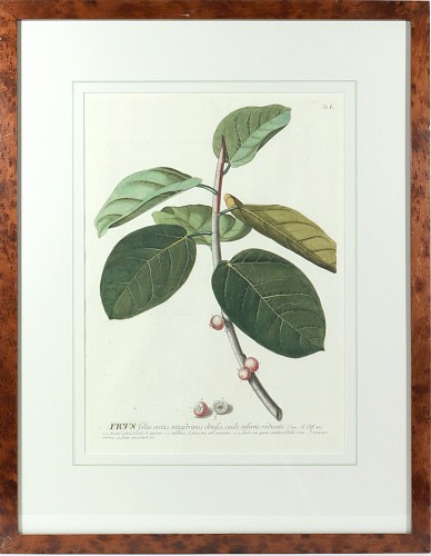 Print The Banyan Tree: Exotic Botanical Print from Plantae Selectae by Georg Ehret, 1750 $985
