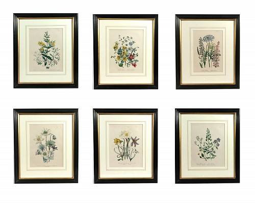 Print Jane Wells Loudon Botanical Prints-A Set of Six, from The Ladies' Flower-Garden, 1843 $3,500