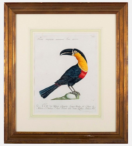 Inventory:  Print, Antique Bird Engraving of a Tucano Mangiapepe by Saverio Manetti, 1776, $2,900