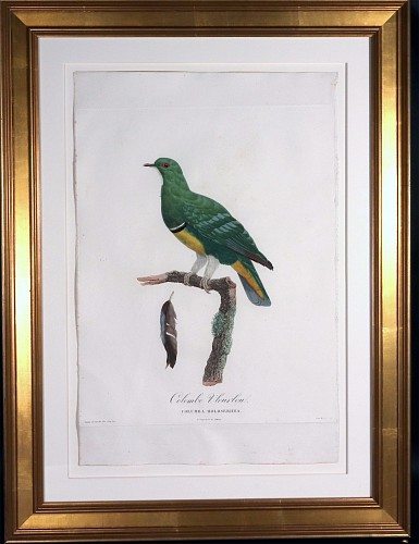 Inventory:  Madame Knip, Madame Pauline Knip Engraving of a Green Pigeon, Colombe Vlouvlou, From Les pigeons par Madame Knip, ne&Igrave;e Pauline de Courcelles, 1811, $3,500