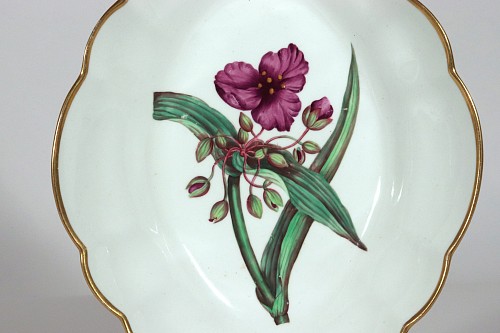 Inventory:  Spode Factory, Spode Porcelain Botanical Specimen Dish with a Spiderwort Plant after William Curtis, 1810-20, $1,500