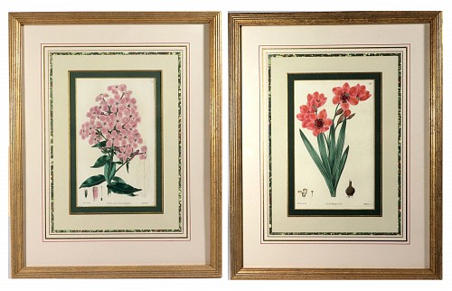 Print Botanical Hand-colored Copperplate engraving of Phlox cordata (Heart-leaved Lychnidea) and Streptanthera cuprea by Edward Dalton Smith, 1829 $1,250