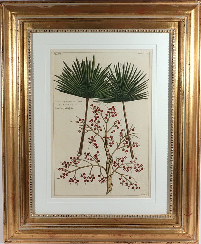 Inventory:  Print, Botanical Hand-colored Engraving of Palmyra Palms, Georg Eberhard Rumphius (Herbarium Amboinense), 1741&acirc;1750), 1741-1750, $1,500