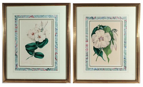Inventory:  Print, Botanical Prints by Sir Joseph Paxton from The Magazine of Botany, 1843-49, $800