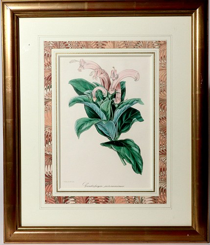 Print Antique Botanical Print  of the ""Surinam centropogon"" by Sir Joseph Paxton, 1847 $600