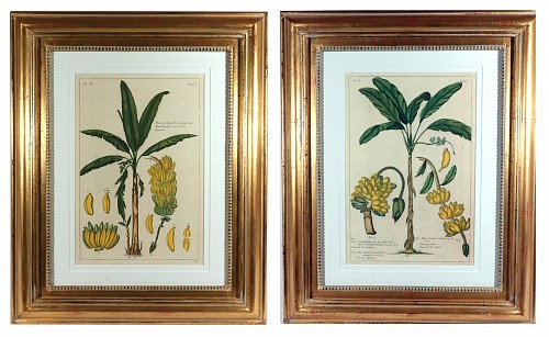 Print Botanical Hand-colored Engraving of Banana Plants, Georg Eberhard Rumphius (Herbarium Amboinense, (1741&acirc;1750), 1741-1750 $5,000
