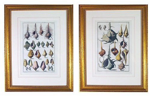 Niccol&Atilde;&sup2; Gualtieri Niccol&Atilde;&sup2; Gualtieri Pair of Engravings of Sea Shells, 1742 $4,000