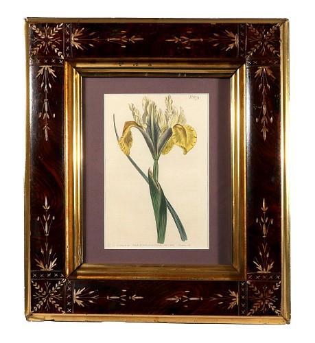 Print William Curtis Iris lusitanica (Portuguese Flag), Curtis&acirc;s Botanical Magazine Plate 679, 1803