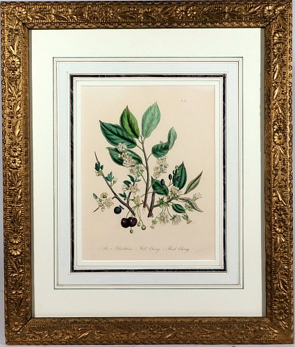 Print Jane Wells Loudon Botanical Lithograph, Sloe, Wild Cherry and Bird Cherry, British Wild Flowers, 1846 $300